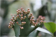 Euphorbia antiquorum